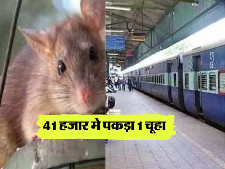  Ajab-Gajab : चूहों को पकड़ने के लिए रेलवे ने खर्च किए 69 लाख, 41 हजार मे पकड़ा 1 चूहा 