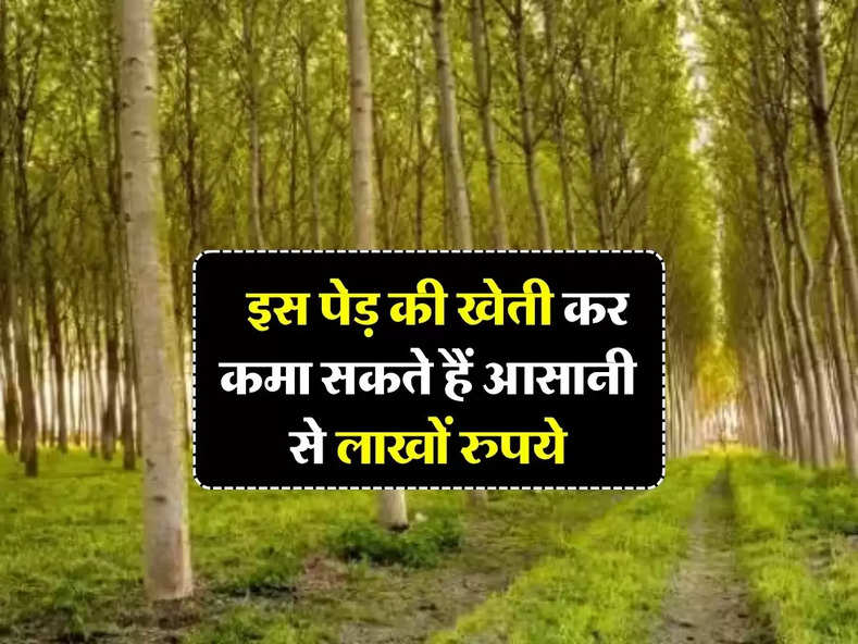 Business Idea: इस पेड़ की खेती कर कमा सकते हैं आसानी से लाखों रुपये, दुनिया भर में है डिमांड