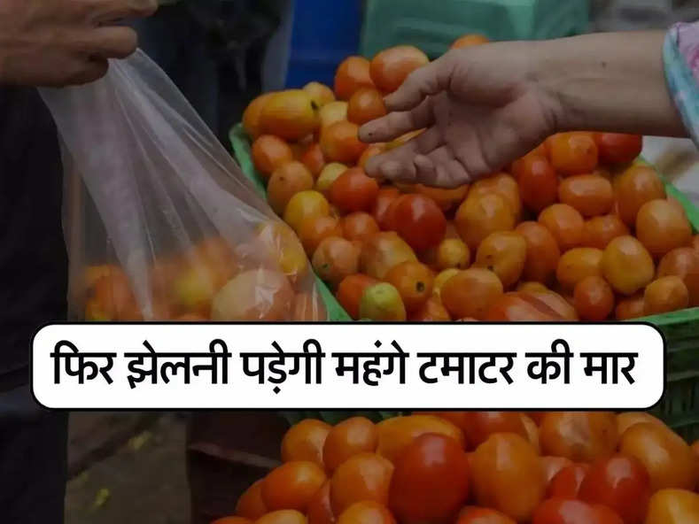 Tomato Price Hike : लोगों को फिर झेलनी पड़ेगी महंगे टमाटर की मार, एकदम हुई तगड़ी बढ़ोतरी, अब मिल रहा इतने रुपये किलो