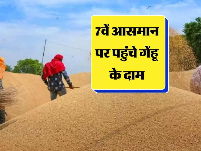 Wheat New Price : 7वें आसमान पर पहुंचे गेंहू के दाम, जानिए ताजा रेट