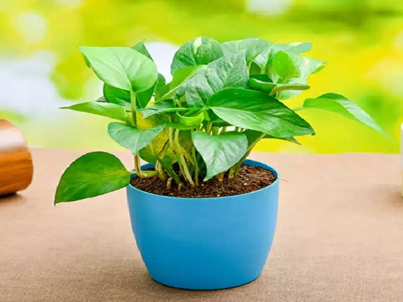 money plant