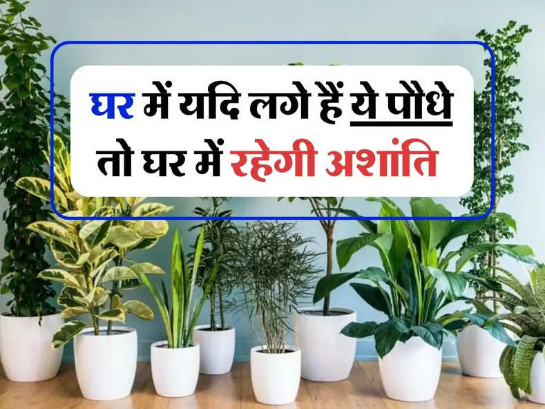 Vastu Tips : घर में यदि लगे हैं ये पौधे, तो घर में रहेगी अशांति