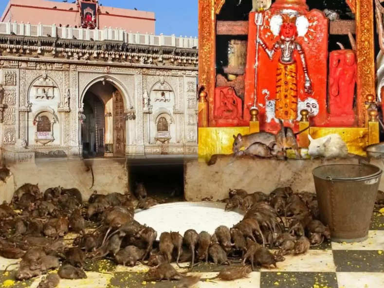 Rajasthan news : इस मंदिर में बांटा जाता है चूहों का जूठा प्रसाद, क्या आपको हैं इसकी जानकारी 