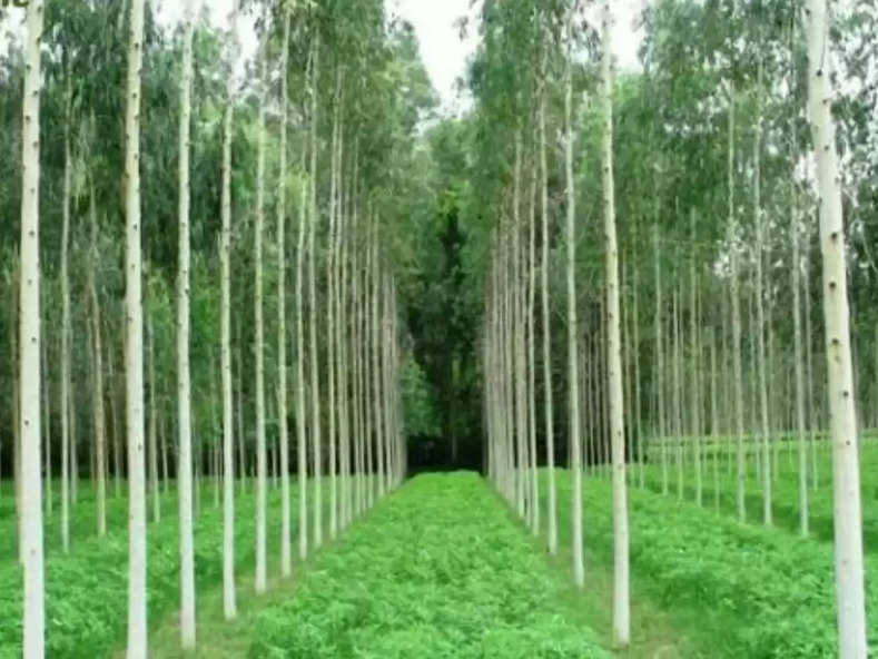 Tree Farming इस पेड़ की खेती दे सकती है करोड़ों का मुनाफा, यह है तरीका