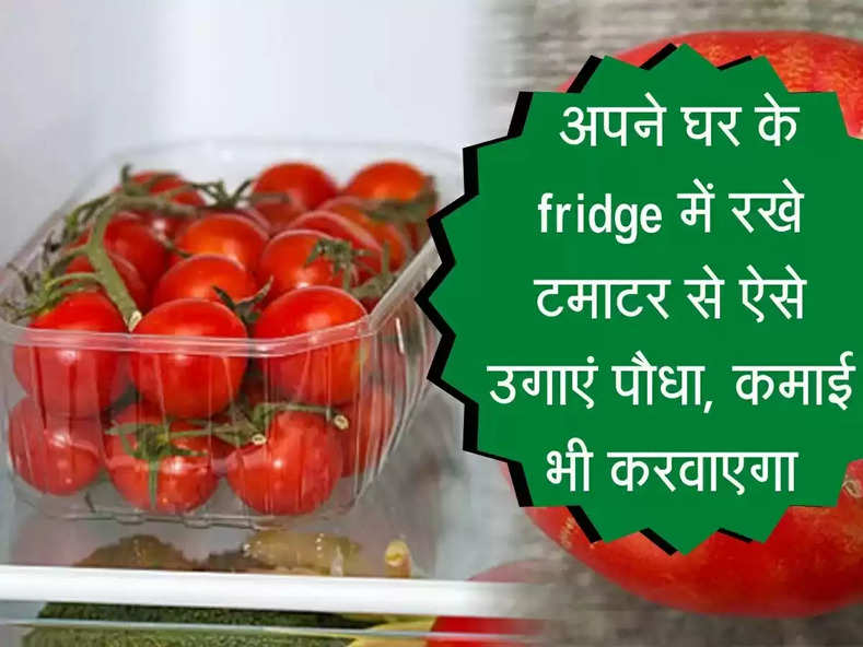 Tomato Farming : ऐसे उगाए टमाटर का पौधा, अपने घर के fridge में रखे टमाटर से करें खेती शुरू