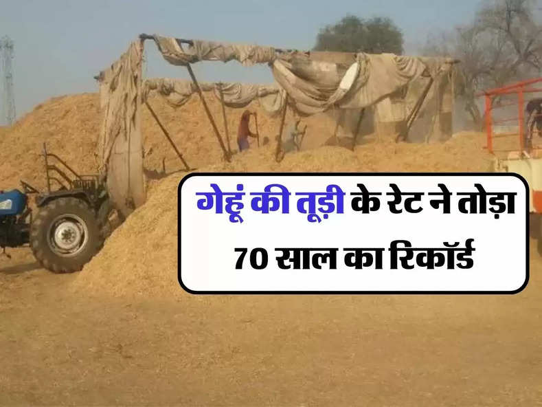 bhuse ka rate : गेहूं की तूड़ी के रेट ने तोड़ा 70 साल का रिकॉर्ड, जानिये आज के रेट